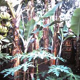 "Bananas - Quan Loi July 67 - ABtry 6/27th Arty"